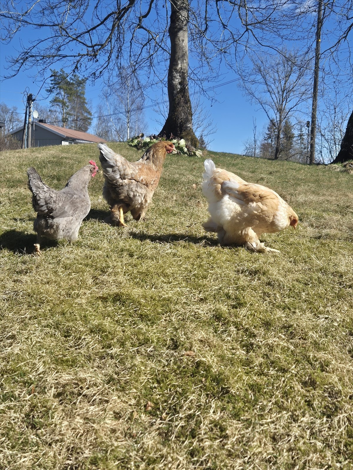 Bilde fra selger Galleribilde