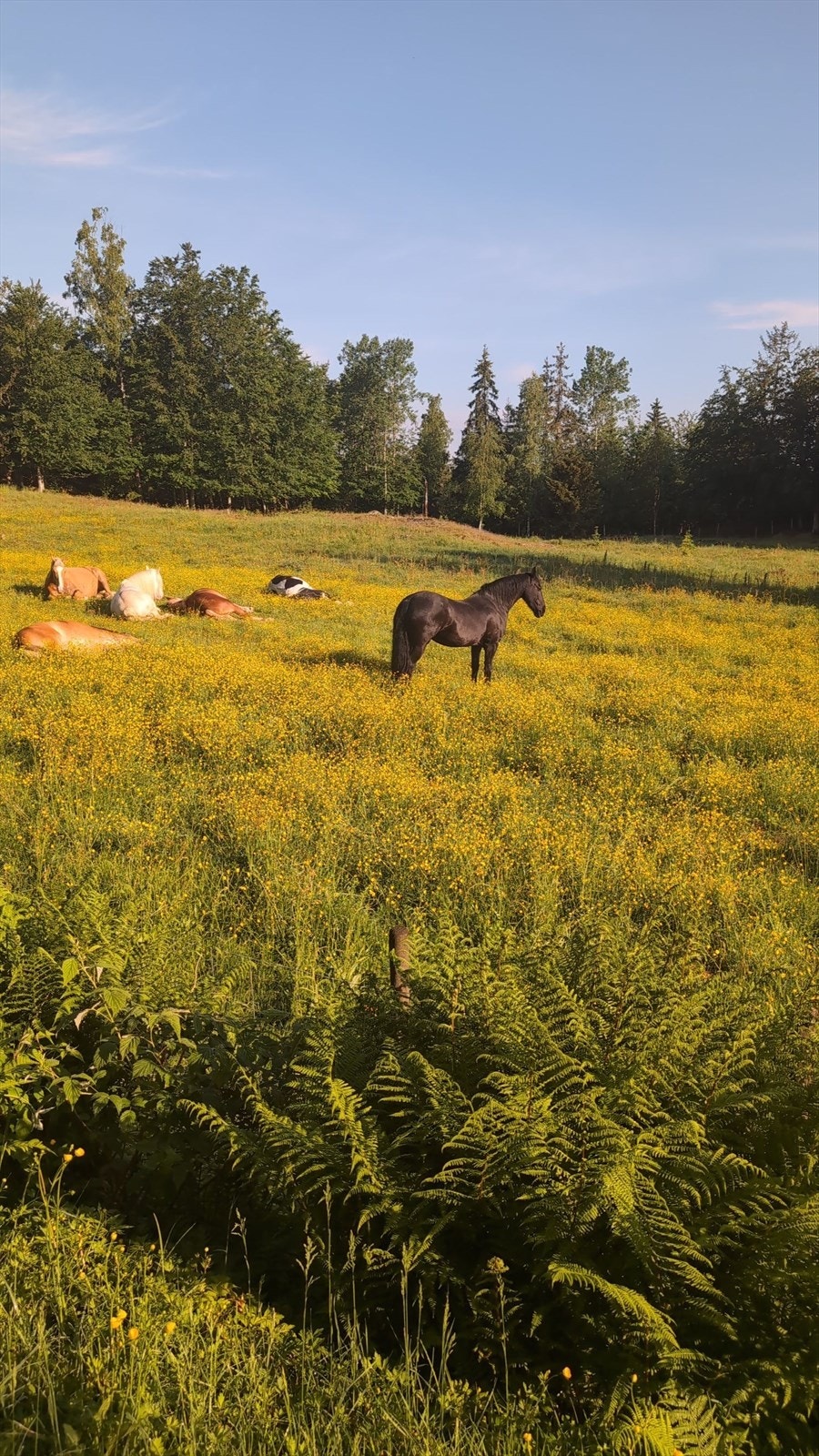 Bilde fra selger - fra beite Kullerød gård Galleribilde