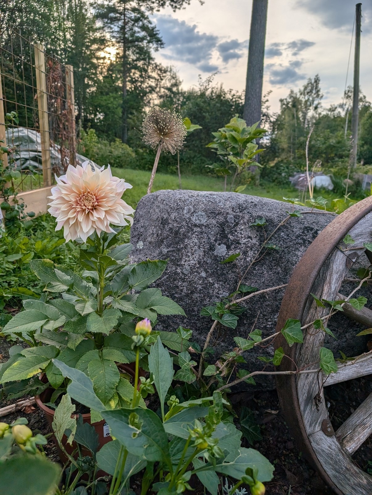 Bilde fra selger - Hagedetaljer sommer Galleribilde
