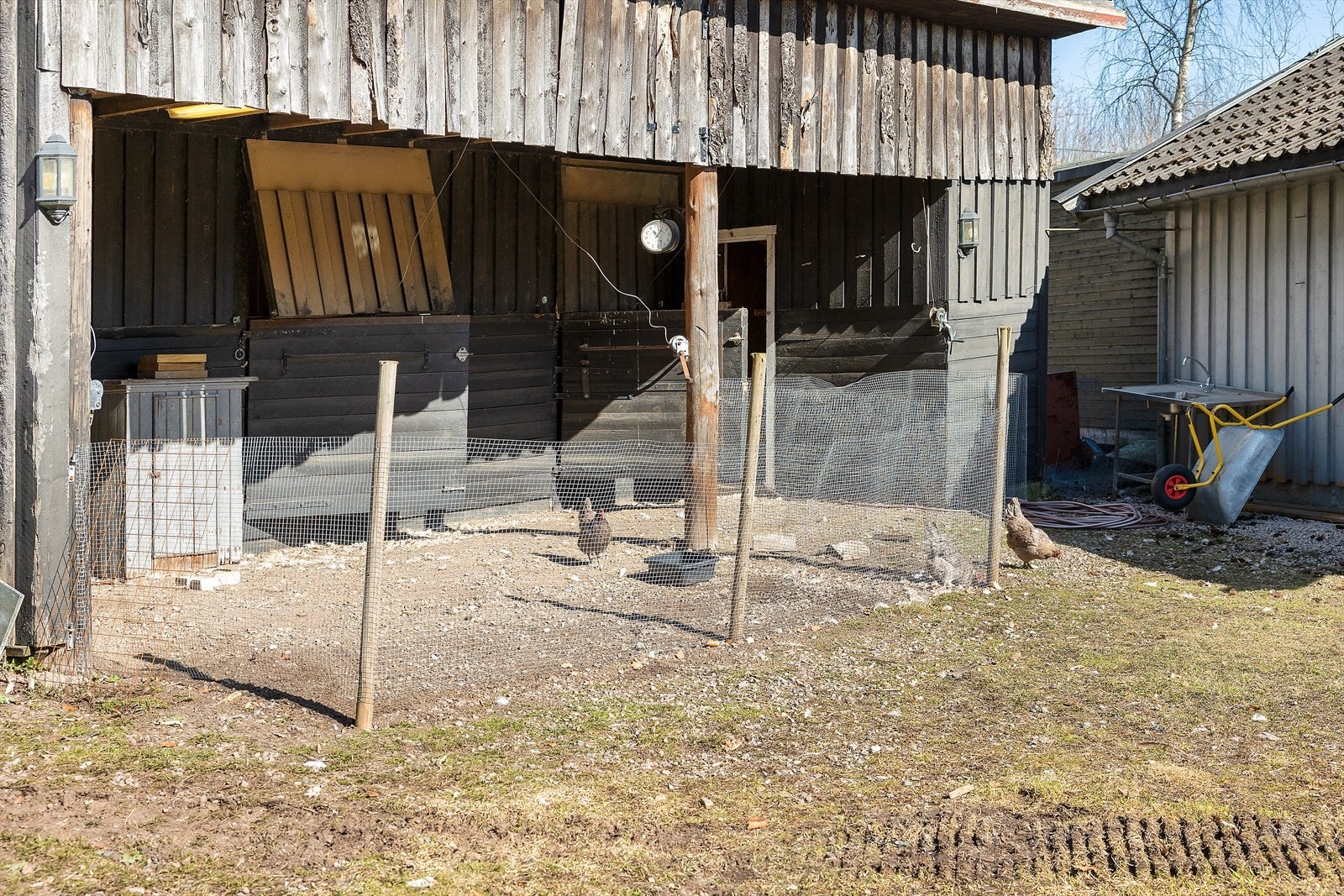 Bilde fra selger - hønsegården i stallen Galleribilde