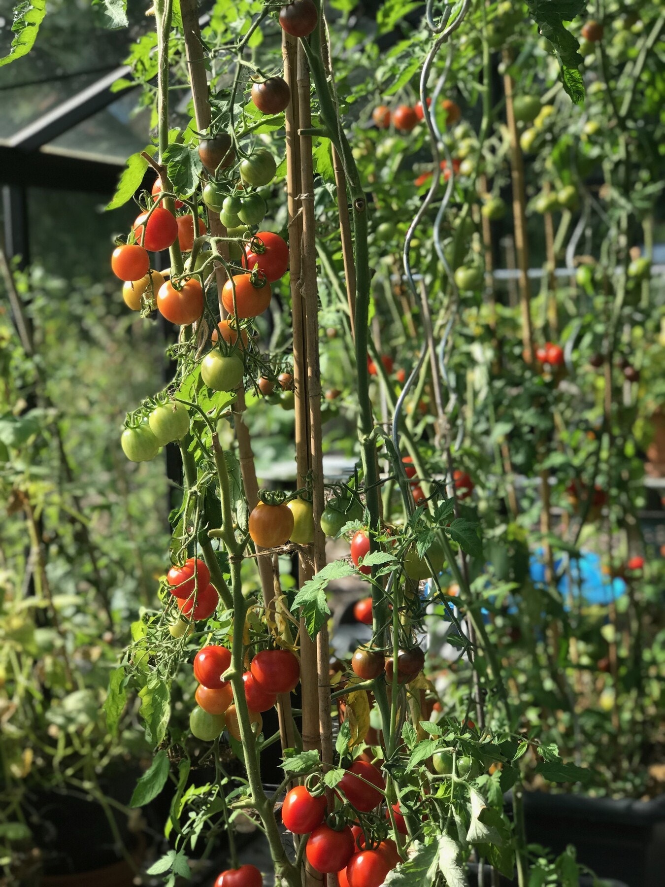 Gode vekstvilkår i drivhus. Galleribilde