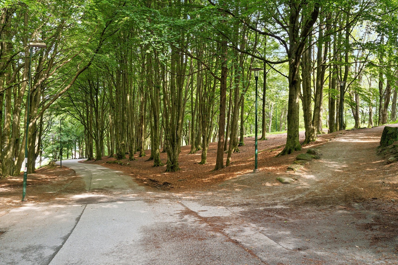 Vålandskogen. Galleribilde