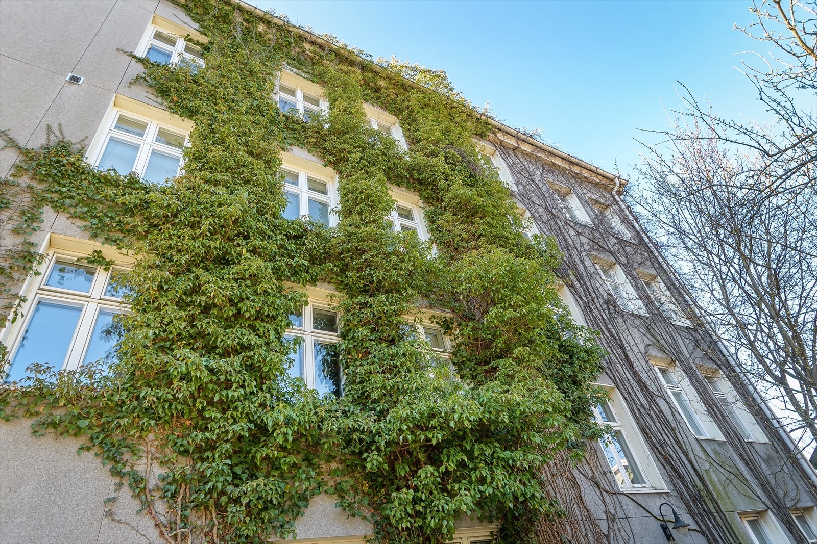 Grønne klatreplanter som pynter opp fasaden av blokken i bakgården. Sameiet består av 15 seksjoner. Galleribilde