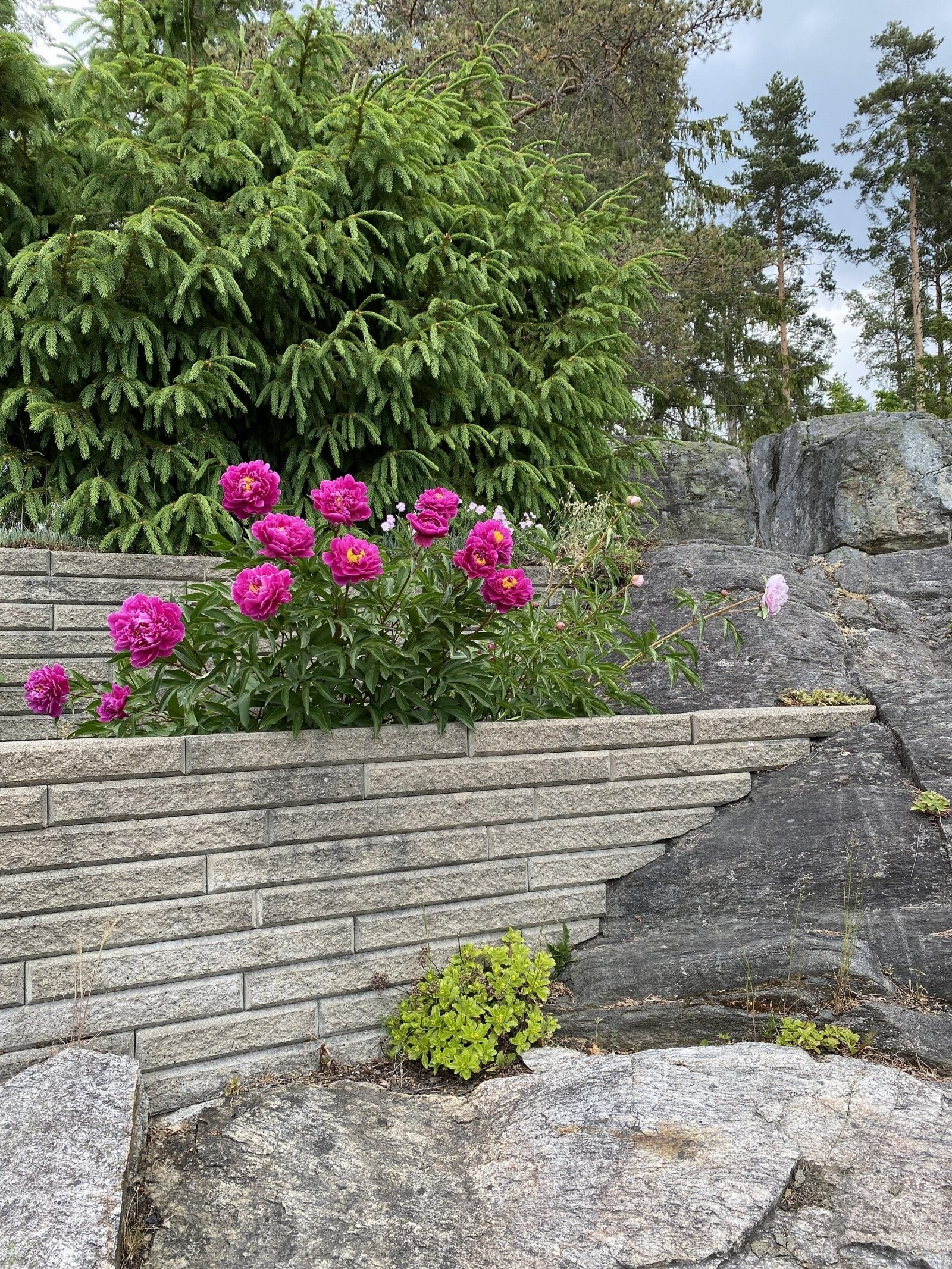 Roser og peoner i hagen om sommeren. Galleribilde
