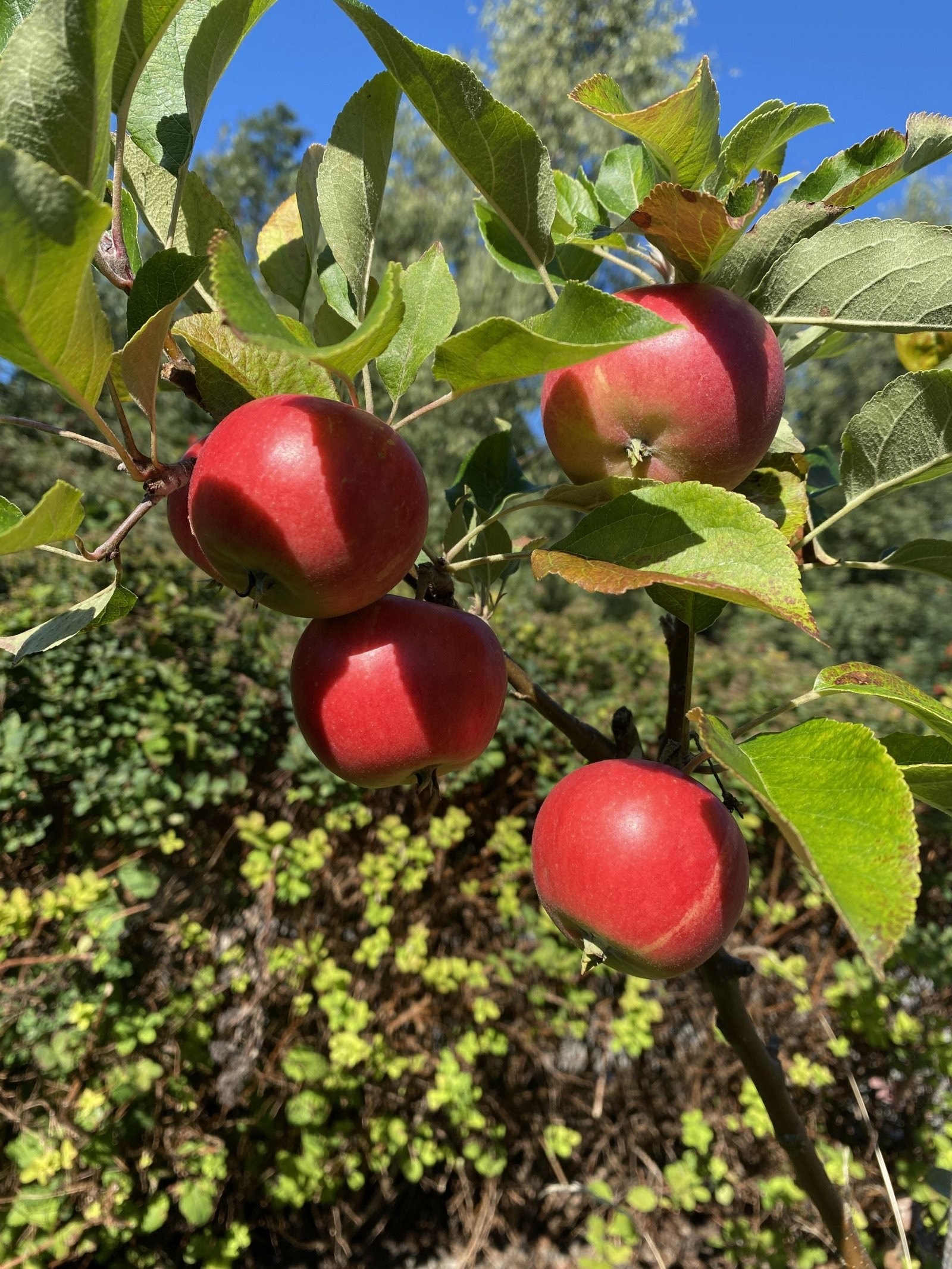 Epler fra hagen. Galleribilde