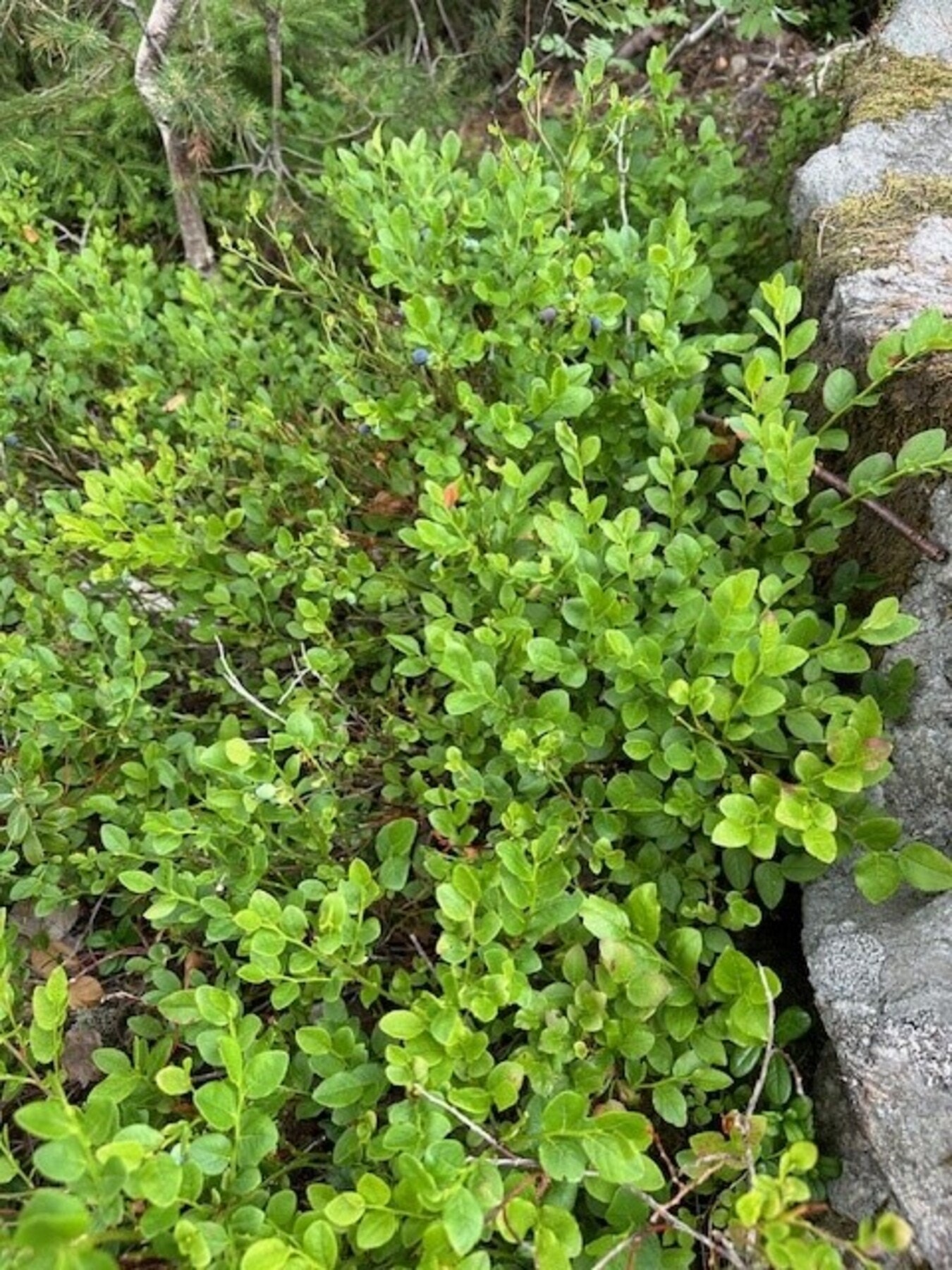 Selgers private sommerbilder. Galleribilde