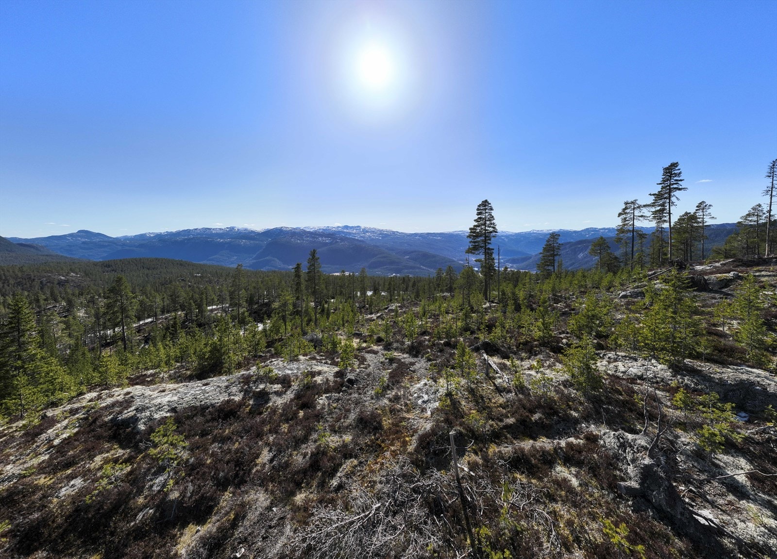 Optimale solforhold Galleribilde