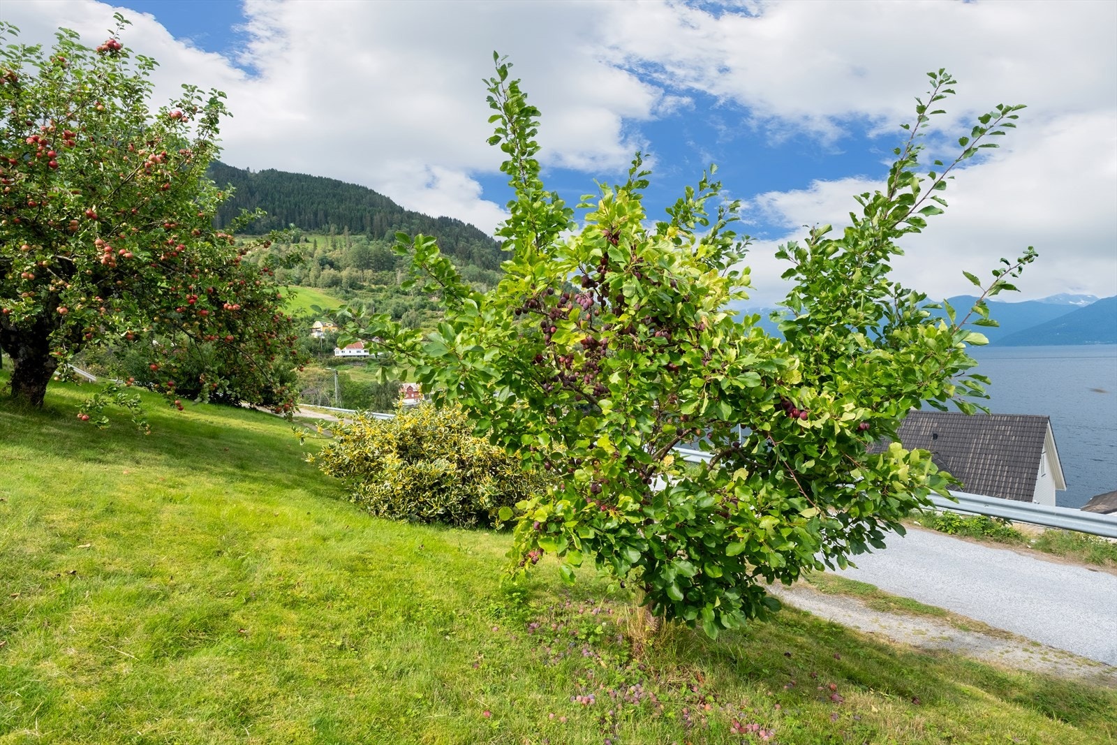 I hagen er det også planta plommetre. Galleribilde
