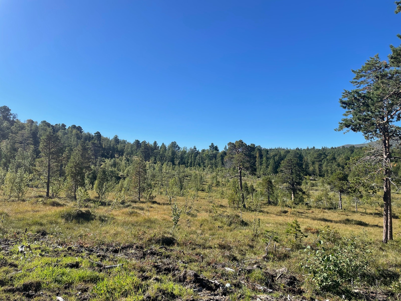 Bilder fra tomtefeltet Galleribilde