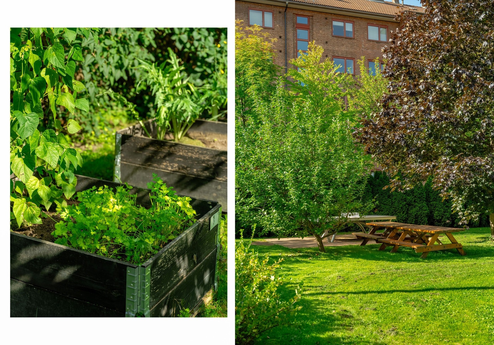 Dyrkekasser og flott beplantning i borettslaget. Galleribilde
