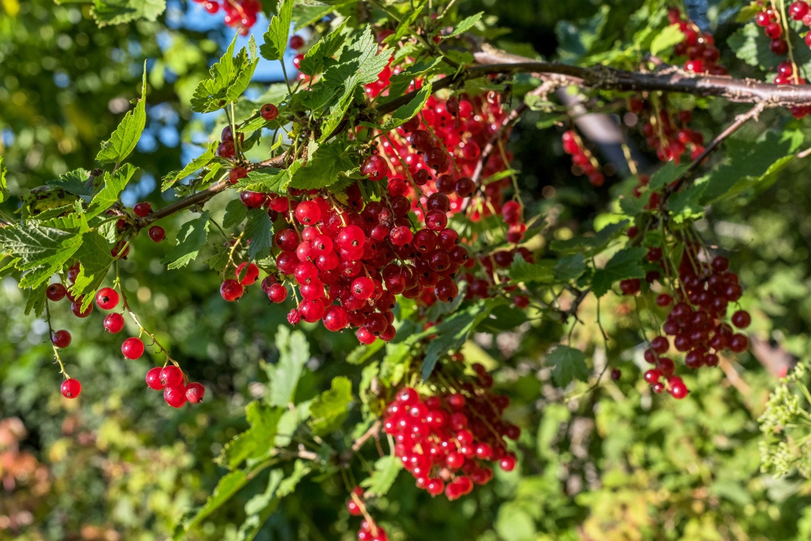 Fler frukttrær og bærbusker på egen tomt Galleribilde