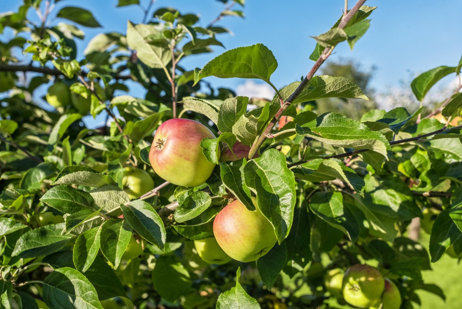 Fler frukttrær og bærbusker på egen tomt Galleribilde