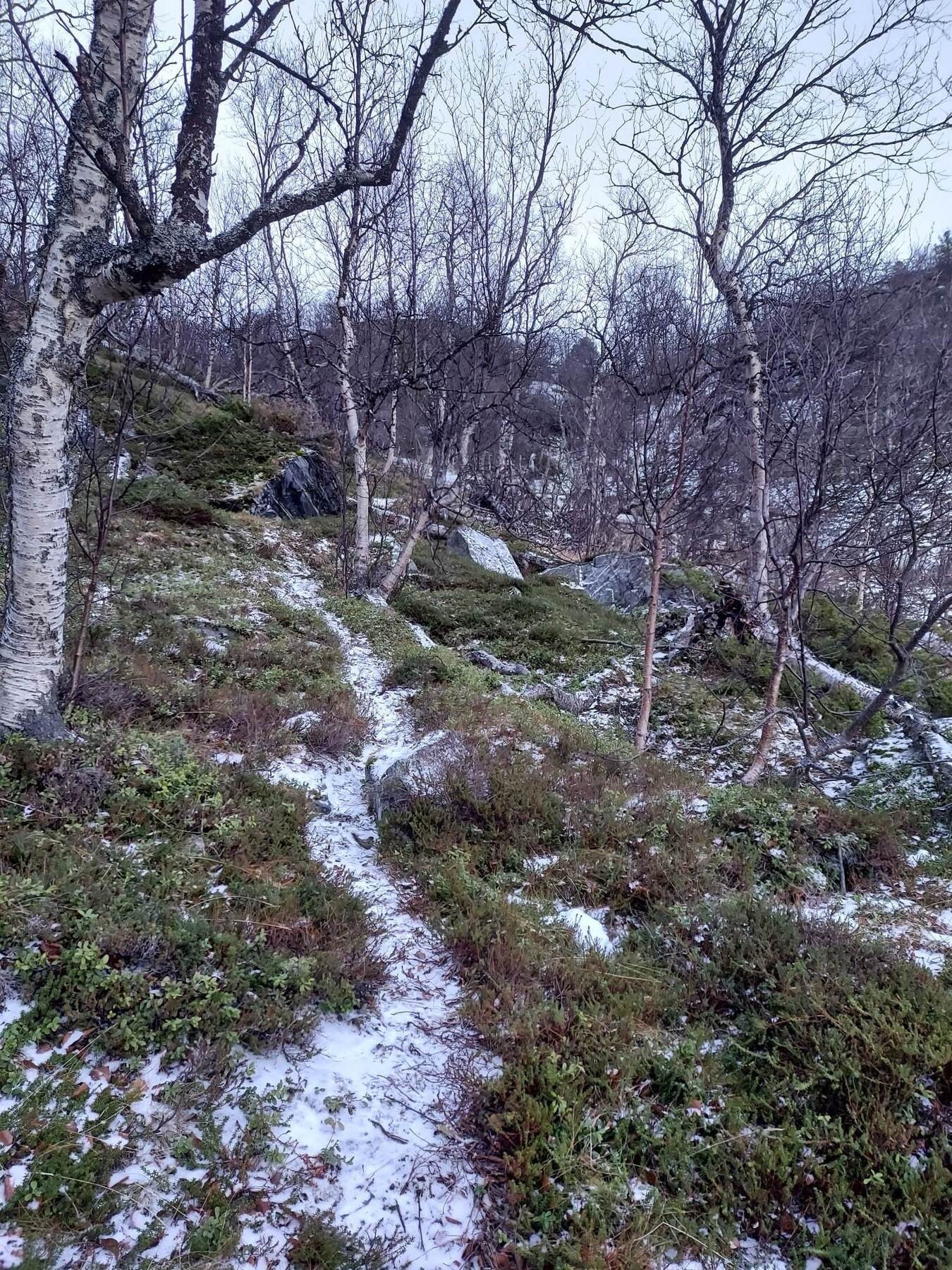 Selgers egne bilder Galleribilde