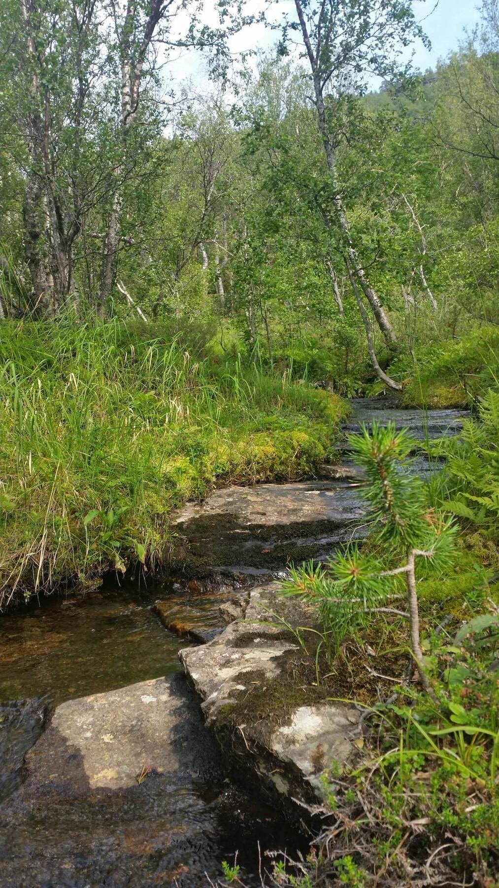 Selgers egne bilder Galleribilde