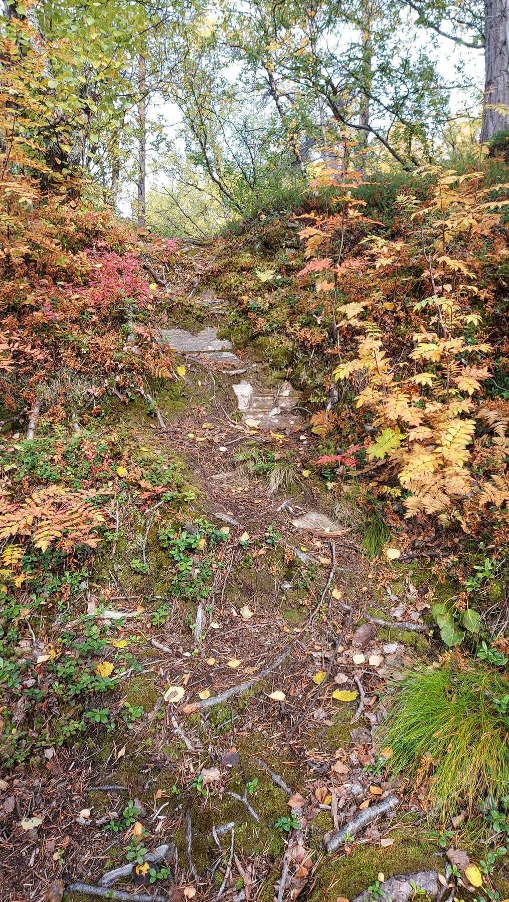 Selgers egne bilder Galleribilde