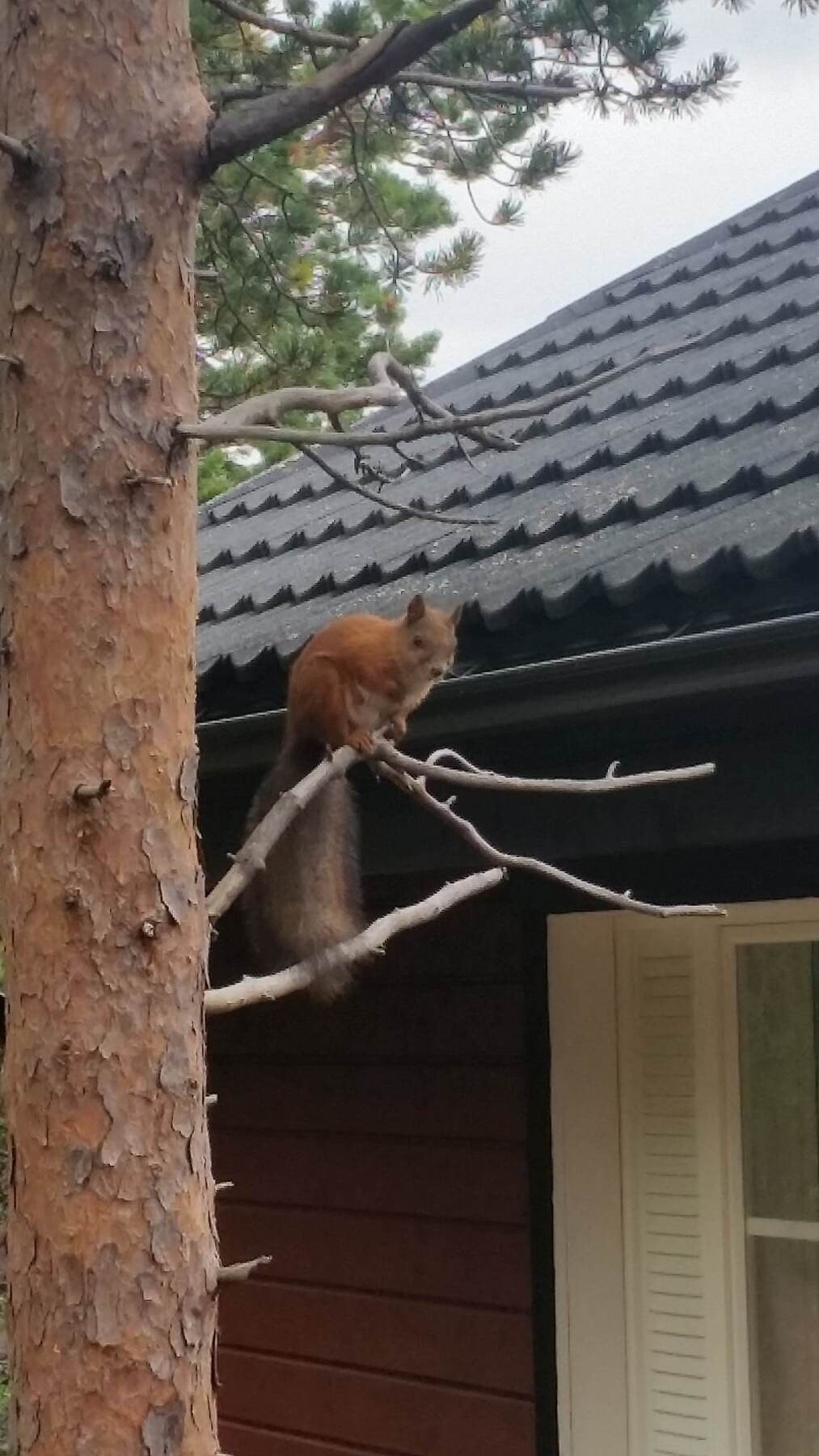 Her får du ekorn helt nært hytta Galleribilde