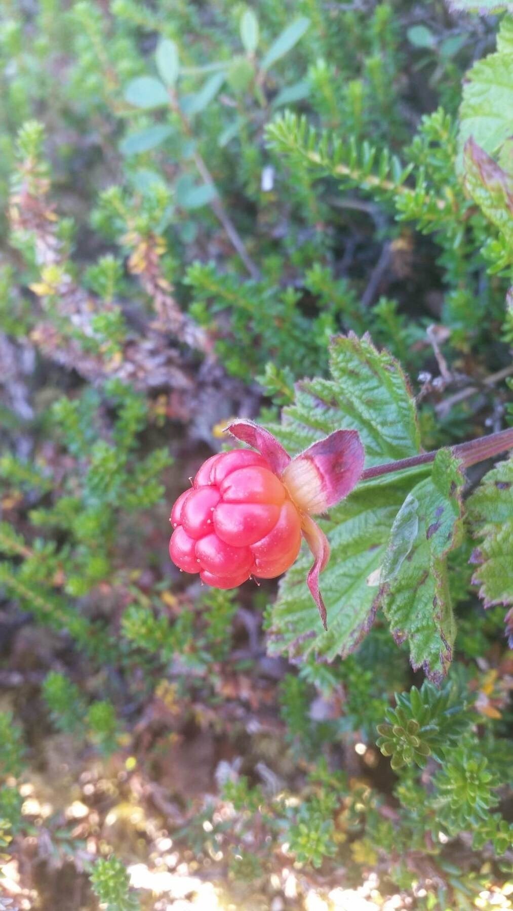 Selgers egne bilder Galleribilde