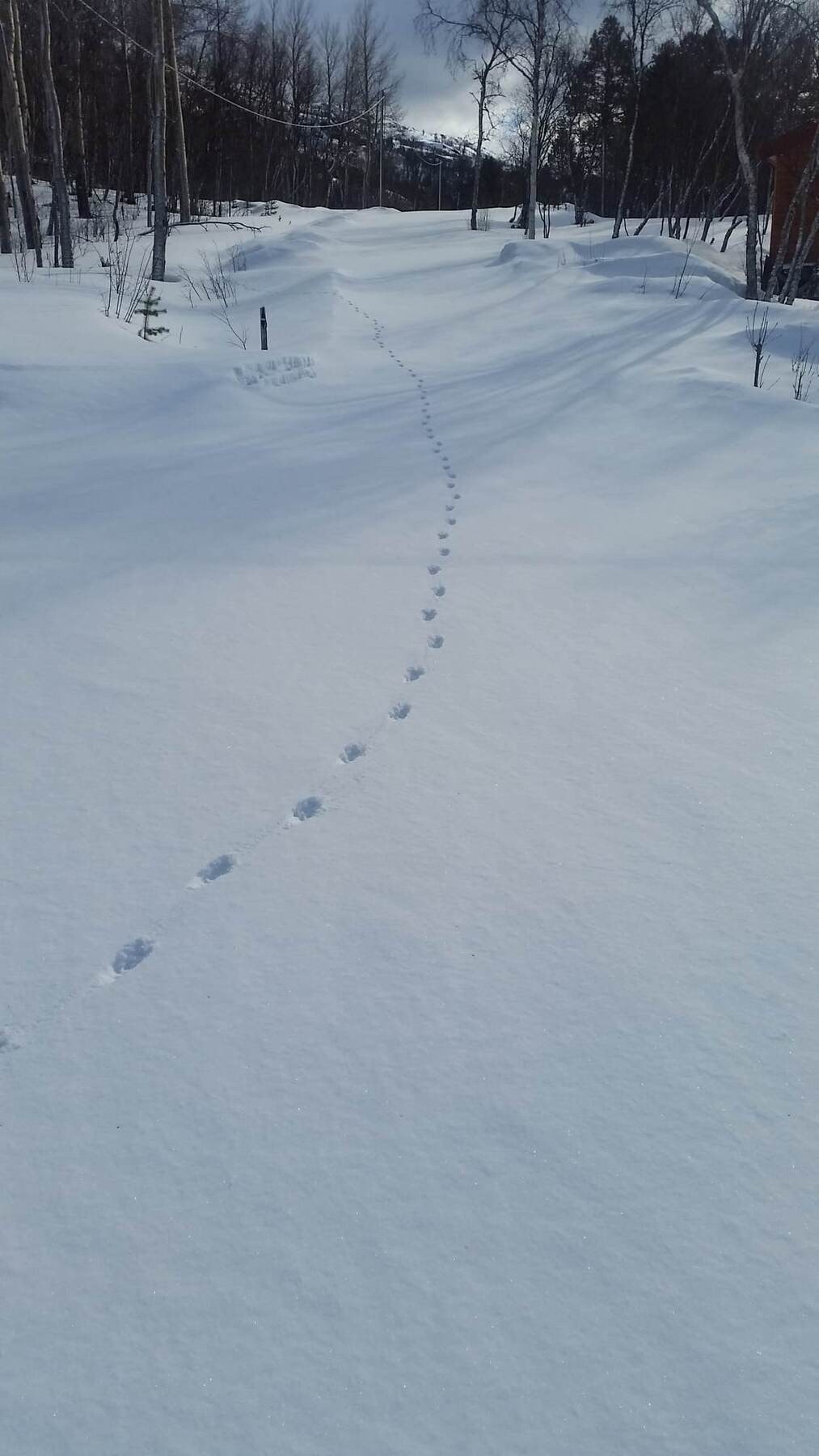 Selgers egne bilder Galleribilde