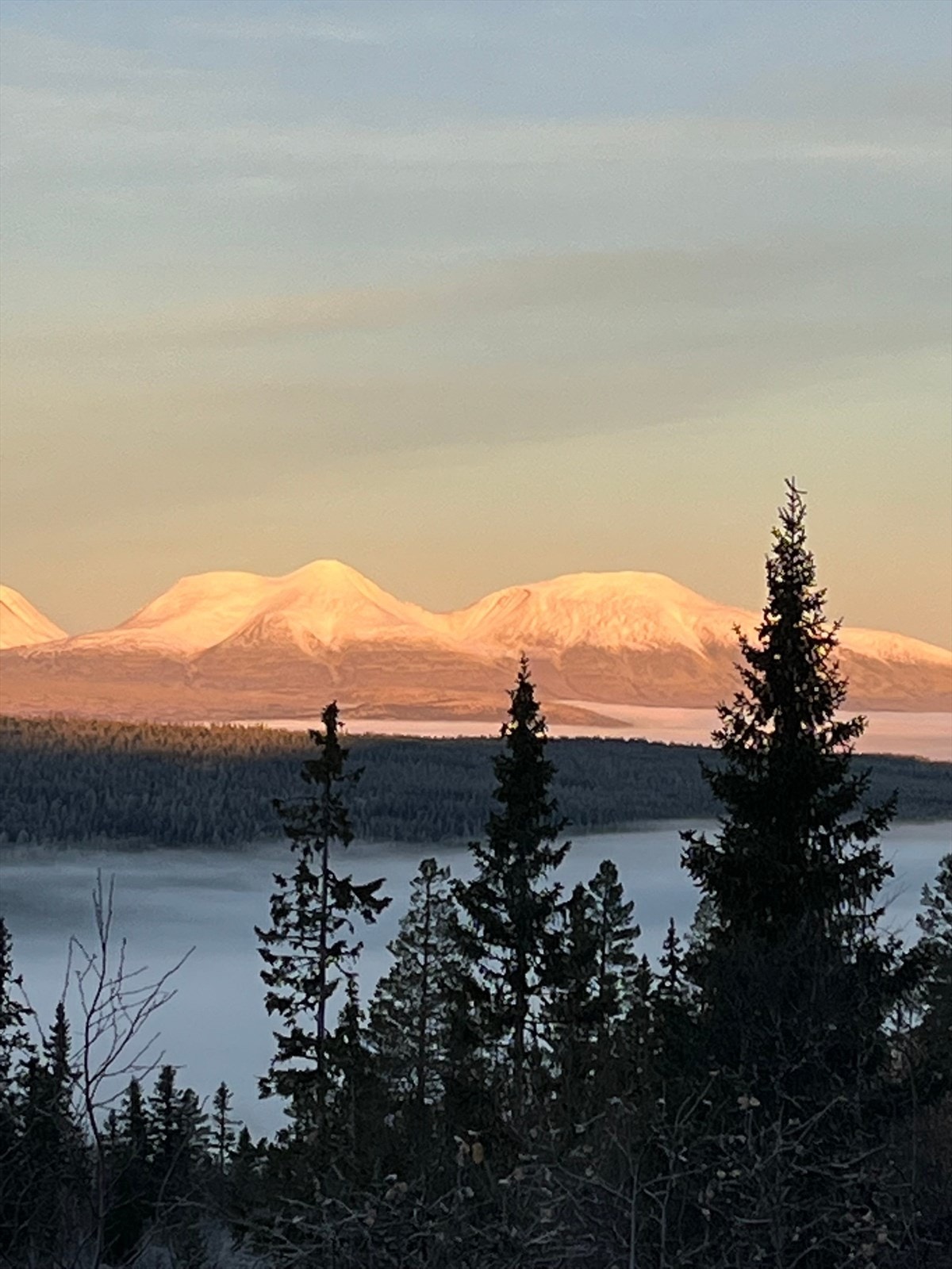 Sølen som bader i vinterlig morgensol. Galleribilde