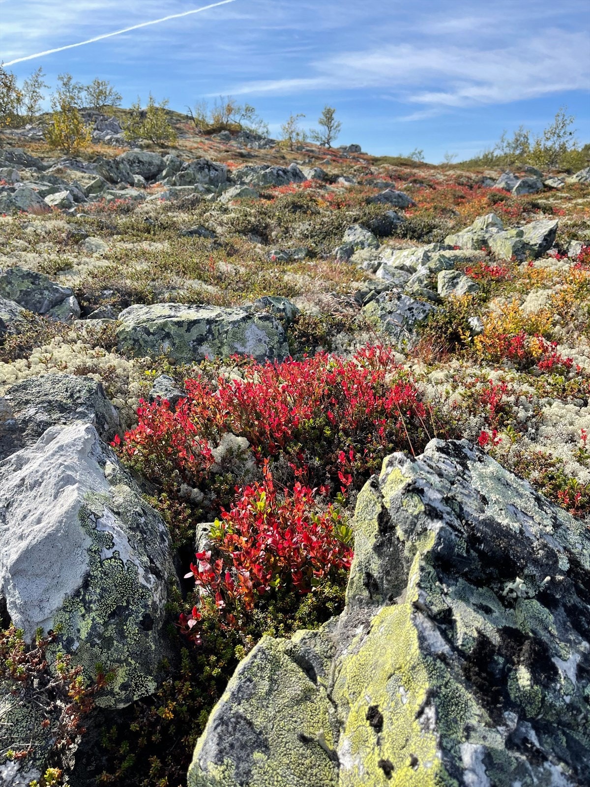 Flott fjellterreng rett i nærheten, med bl.a. blåbær. Galleribilde