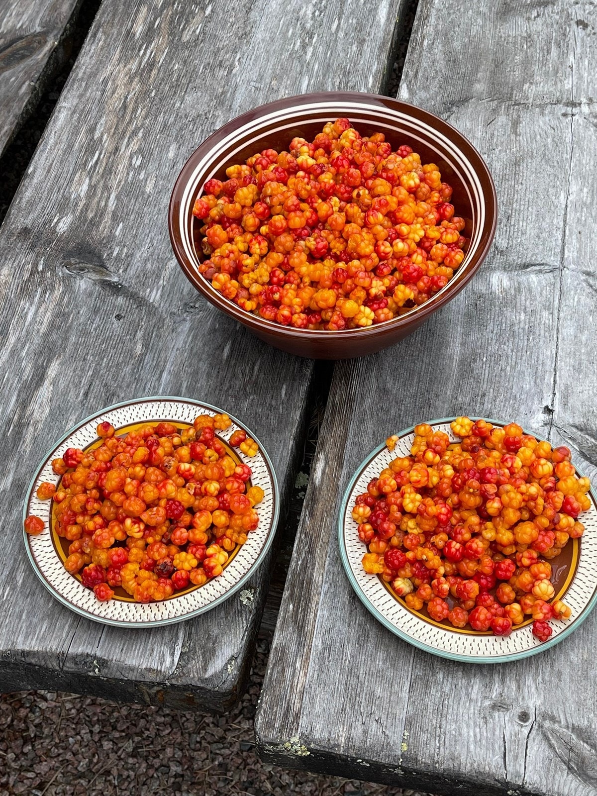 I gode multeår finns det nok av bær å ta av. Galleribilde