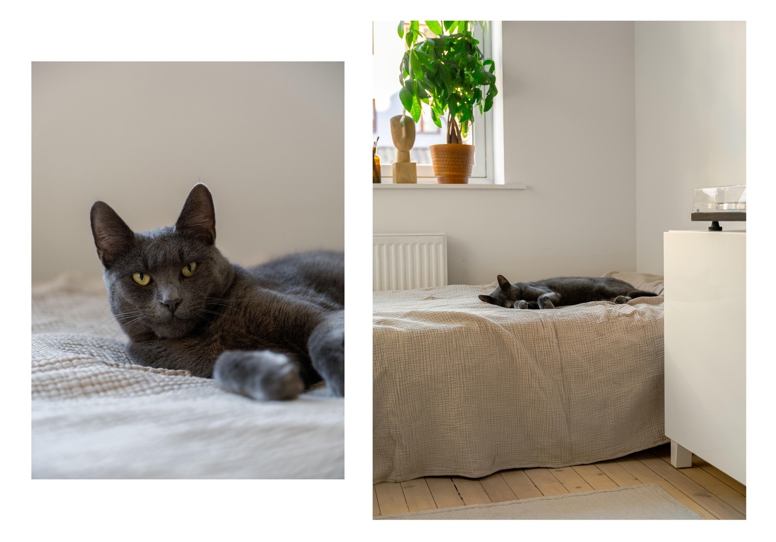 Felix er supersøt! Se salgsoppgaven for regler om dyrehold. Galleribilde