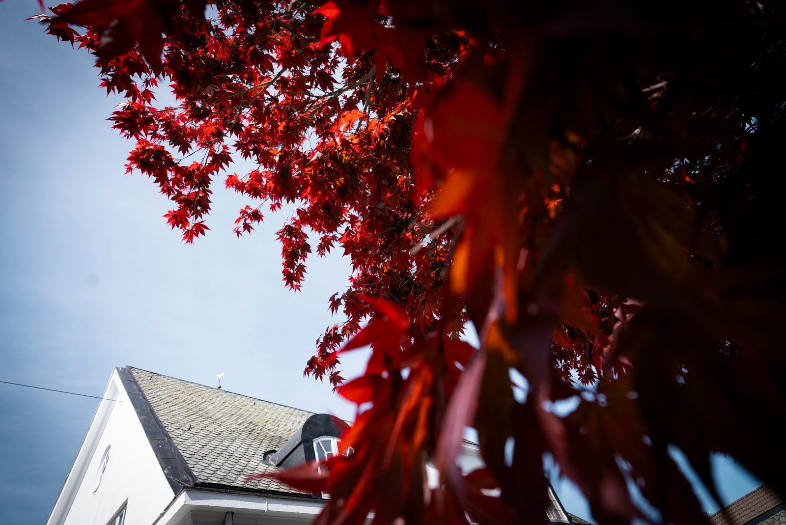 Hagen er praktfull! Galleribilde