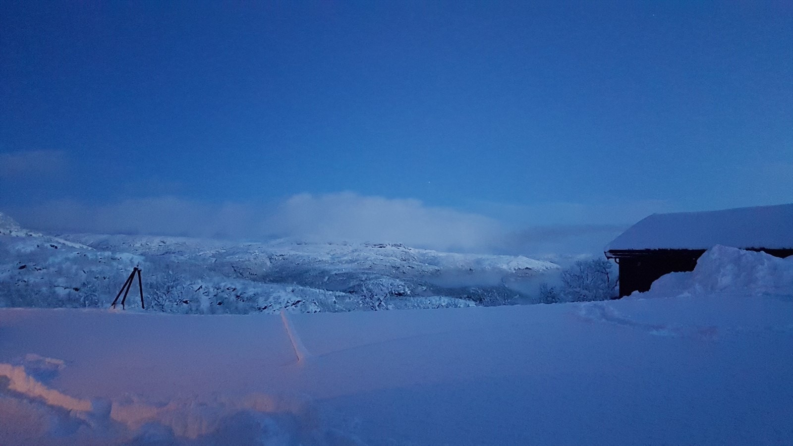 Snårikt Galleribilde