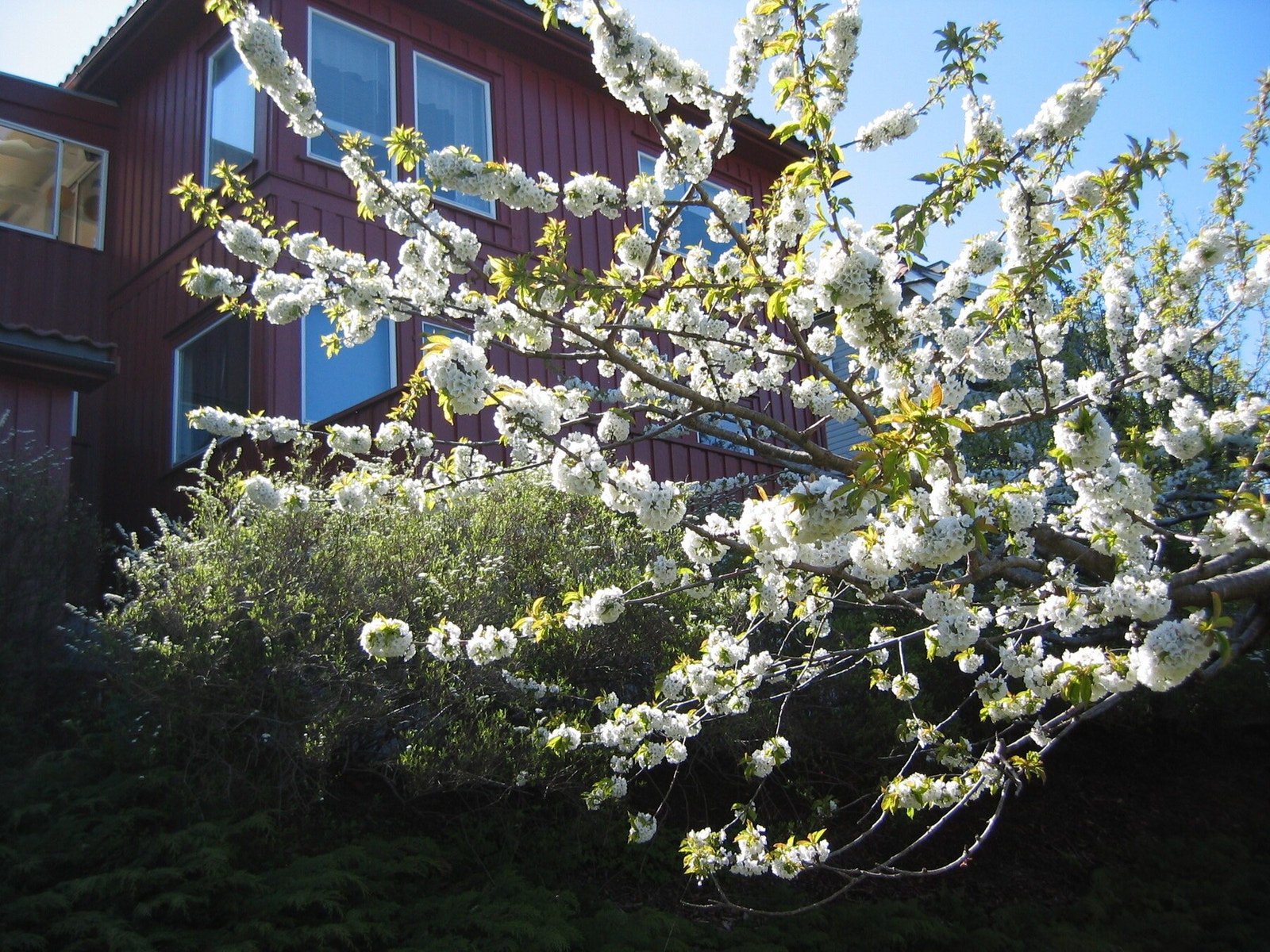 Blomstring av morelletreet i april/mai Galleribilde