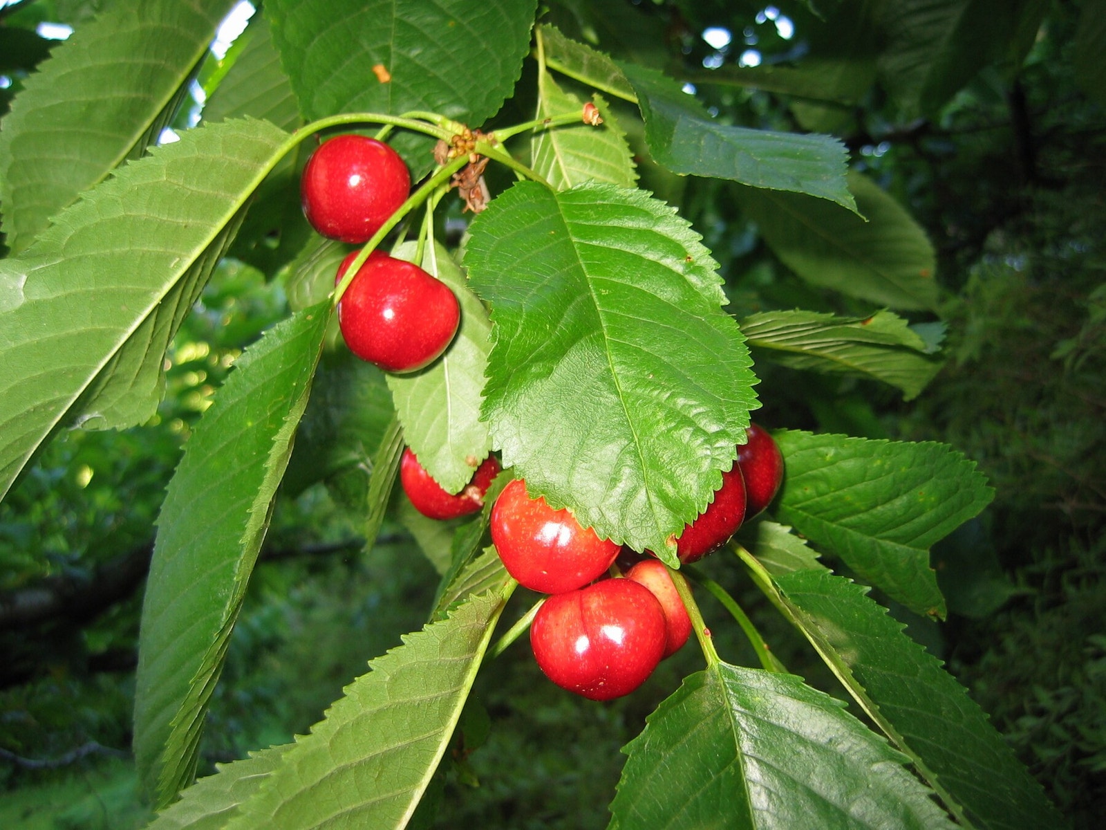 Kortreiste moreller Galleribilde