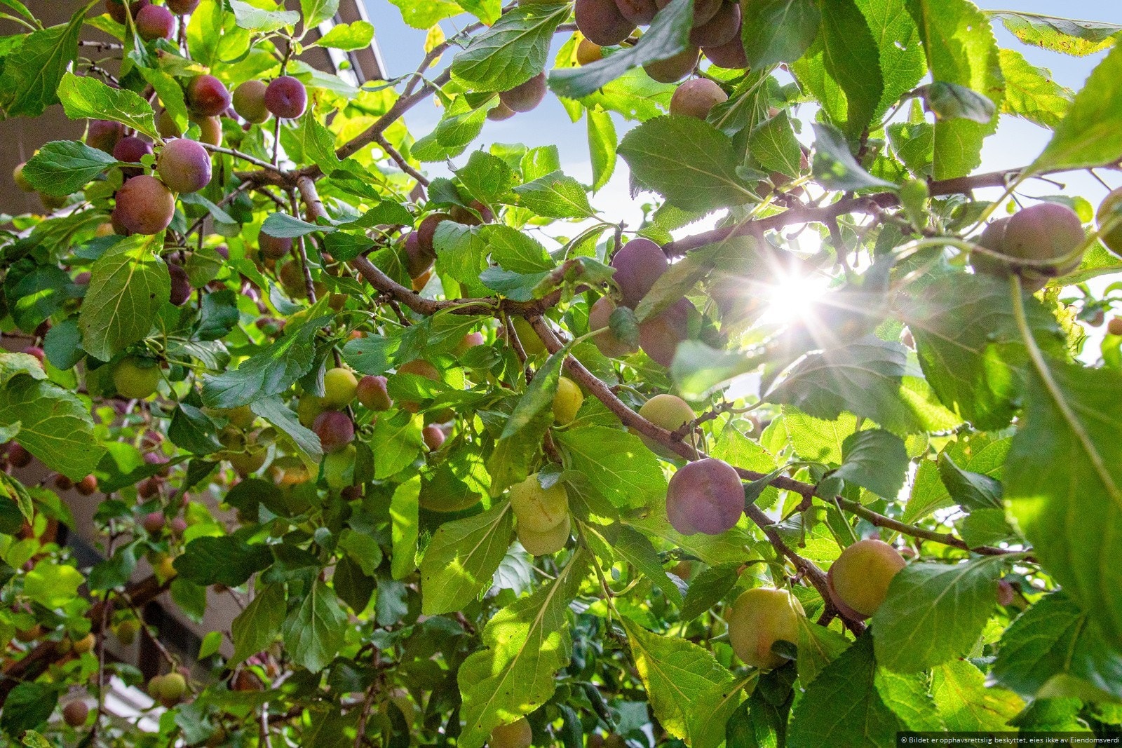 Fantastisk blomstring, vekster mm Galleribilde