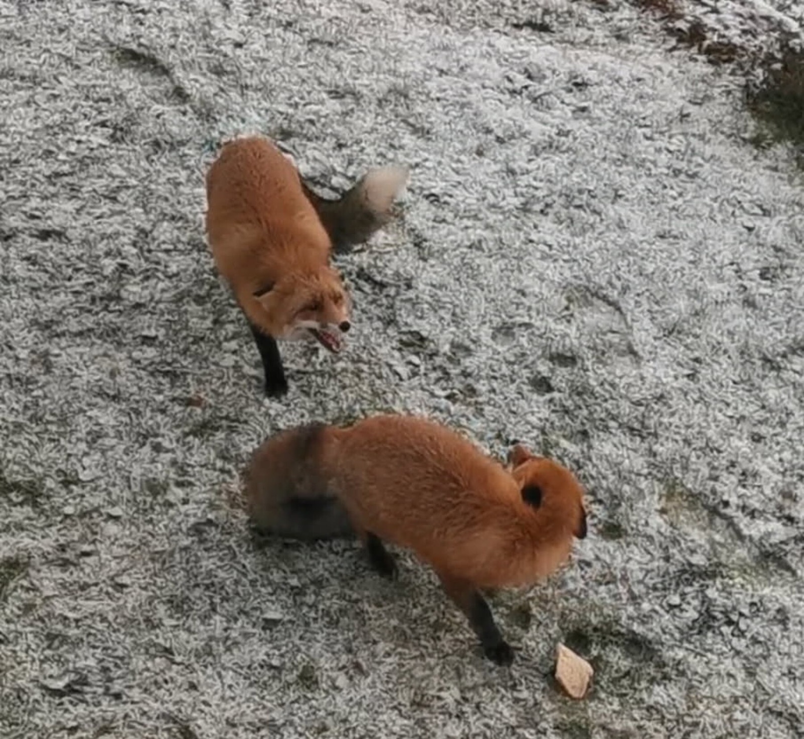 Selgers eget bilde Galleribilde