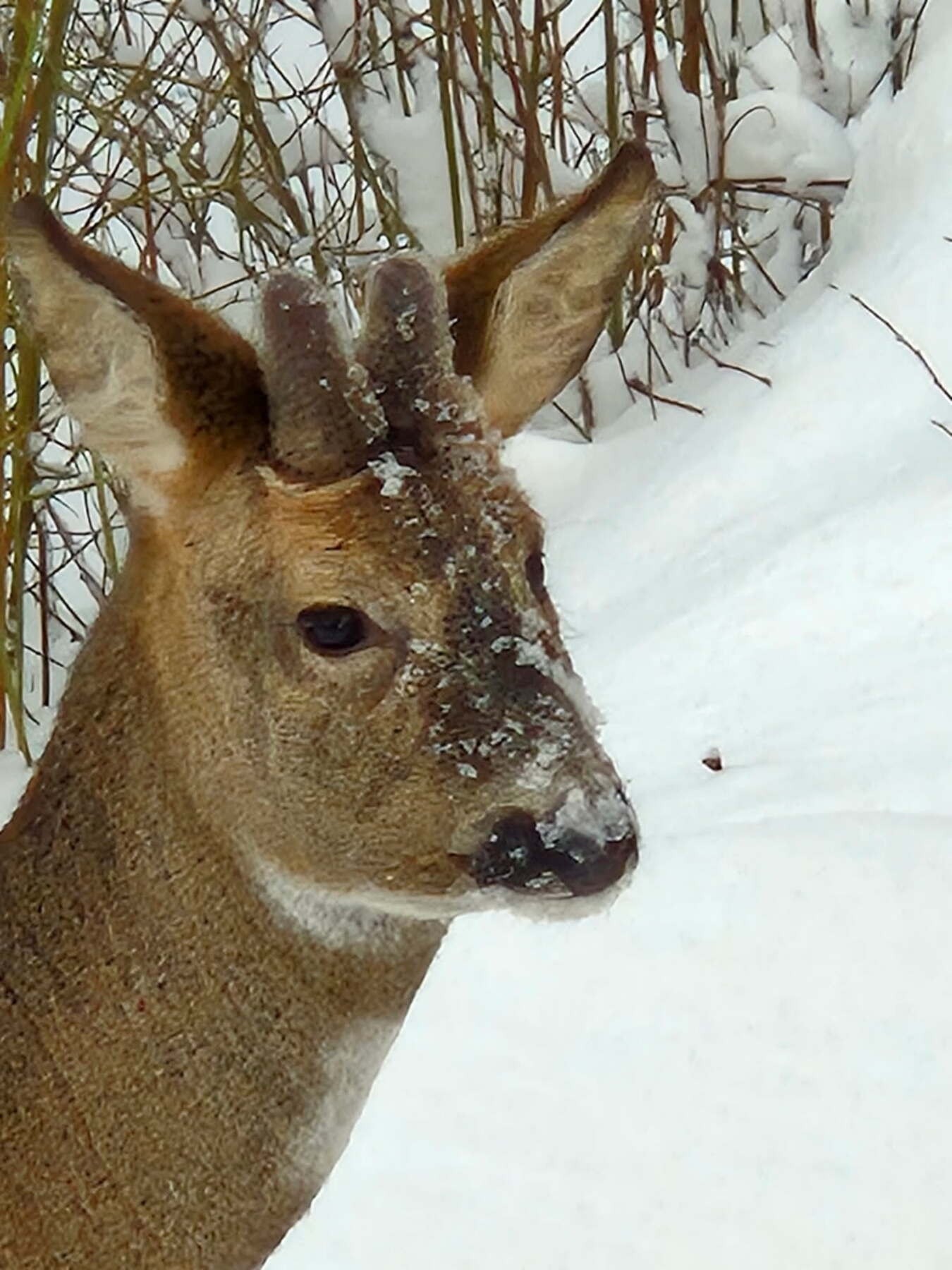 Selgers eget bilde Galleribilde
