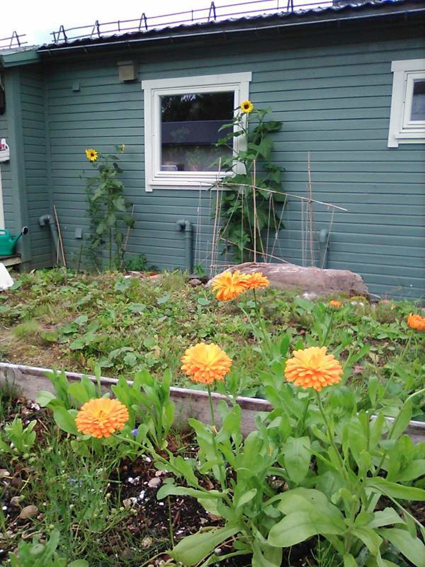Meget fine arealer som kan beplantes! Privat bilde