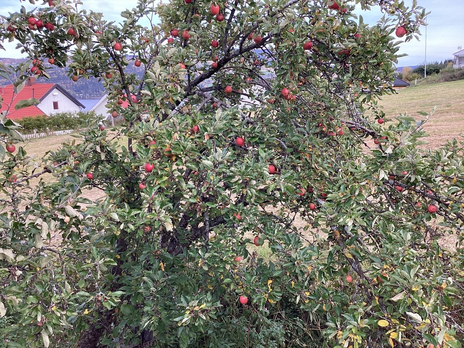 Selgers egne bilder Galleribilde