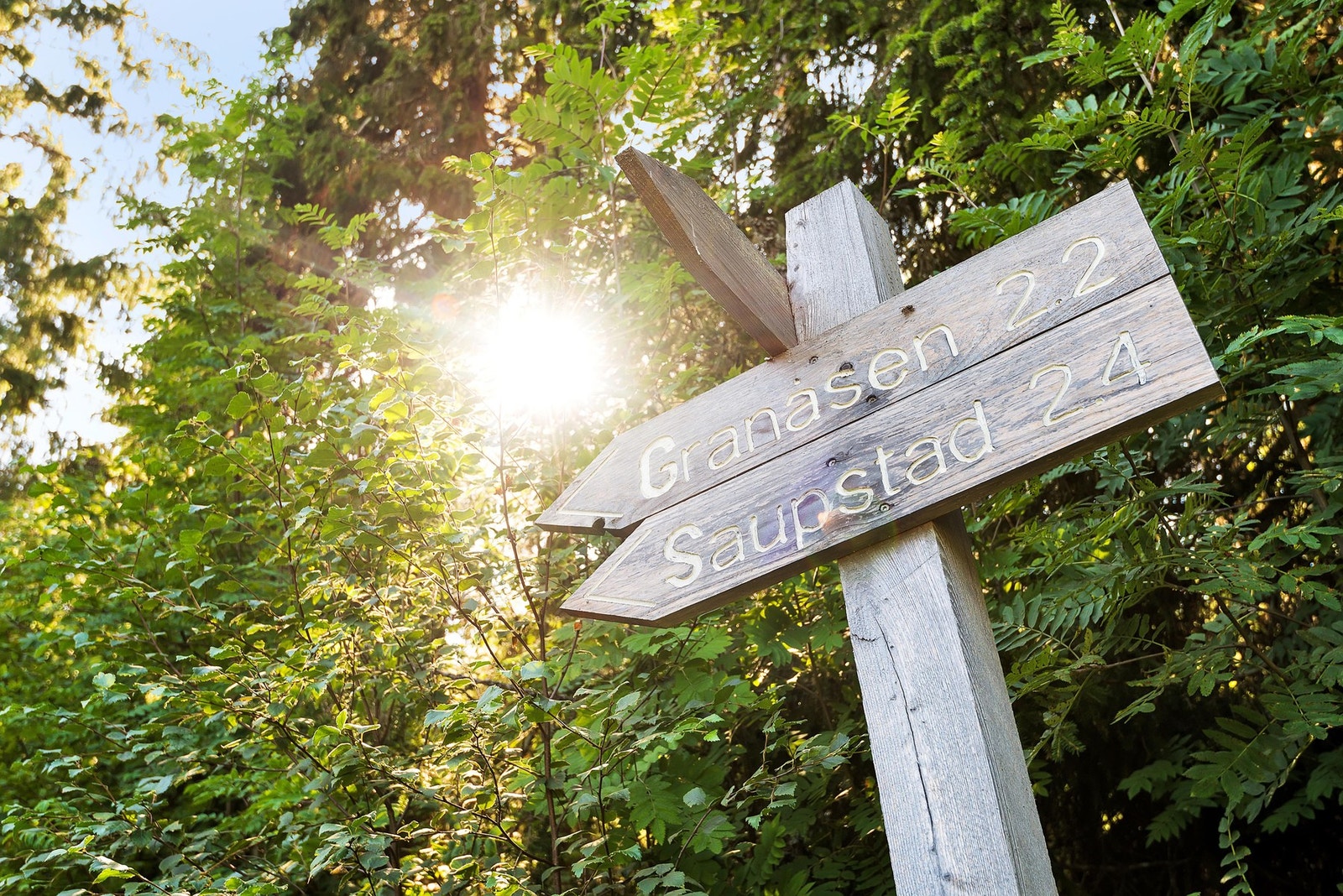For den turglade er marka innen kort avstand. Galleribilde