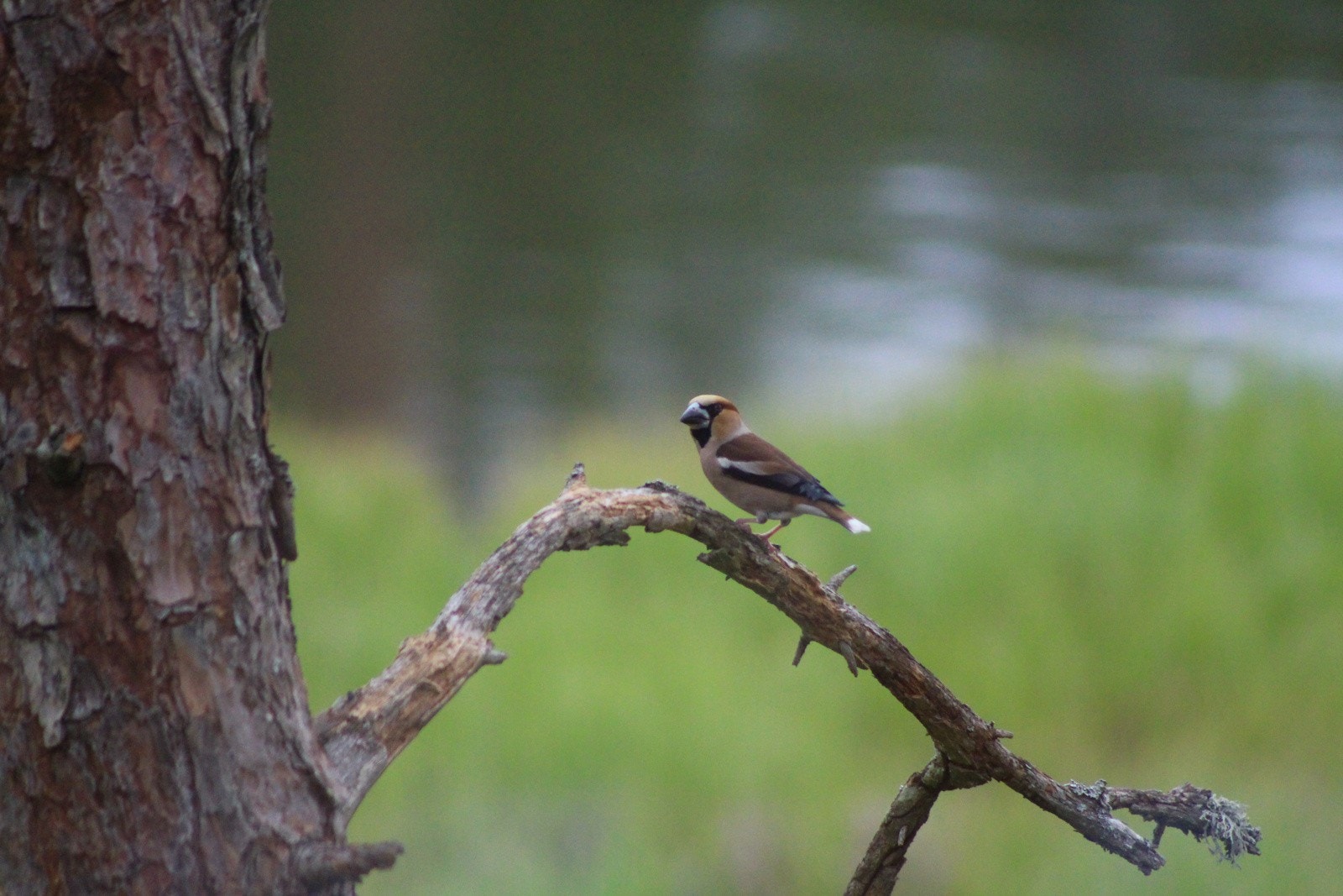 Selgers bilde Galleribilde
