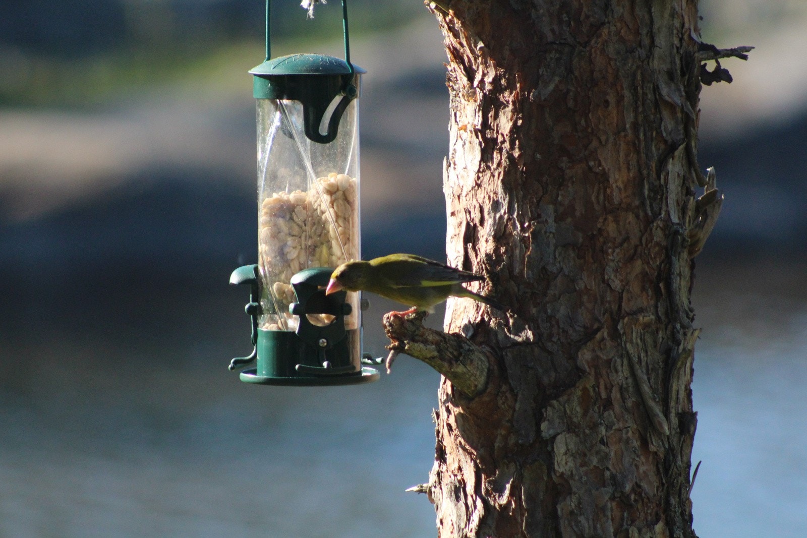 Selgers bilde Galleribilde