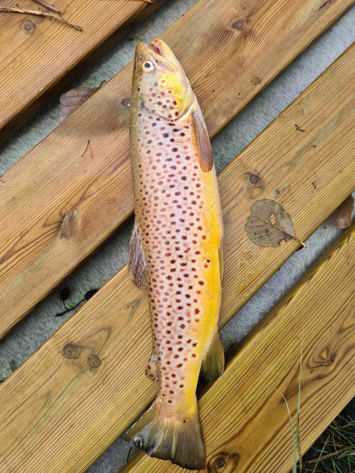 Selgers bilde Galleribilde