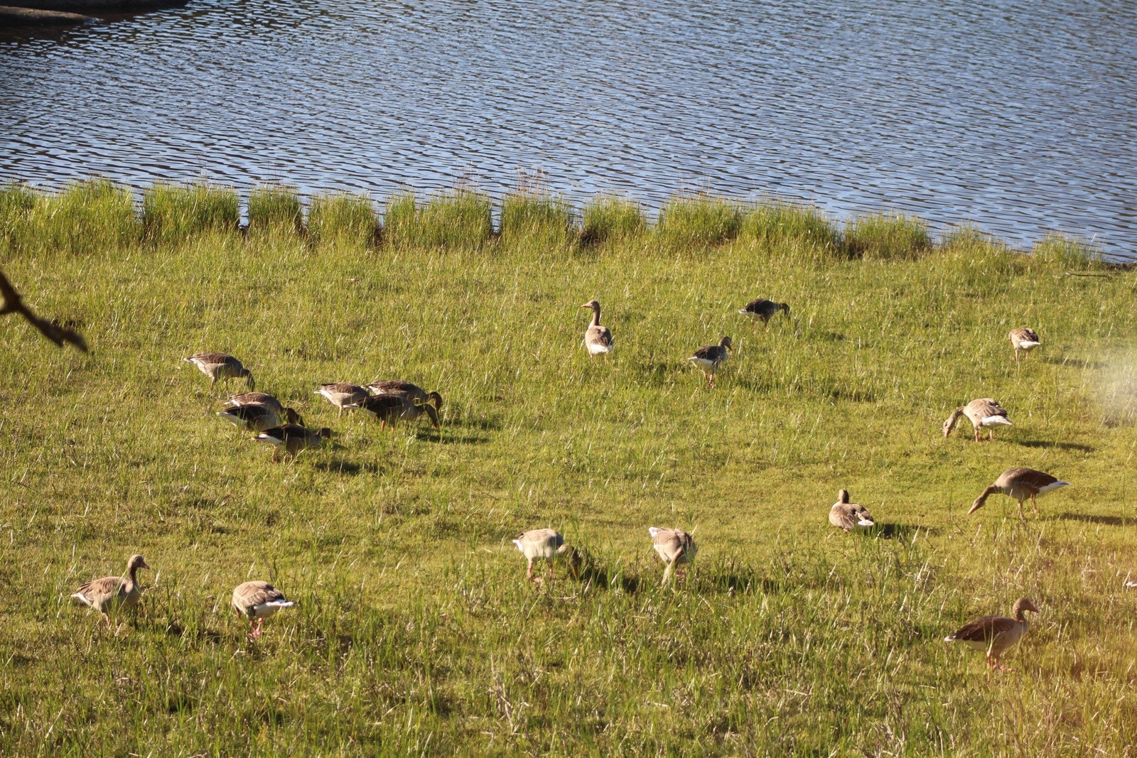 Selgers bilde Galleribilde
