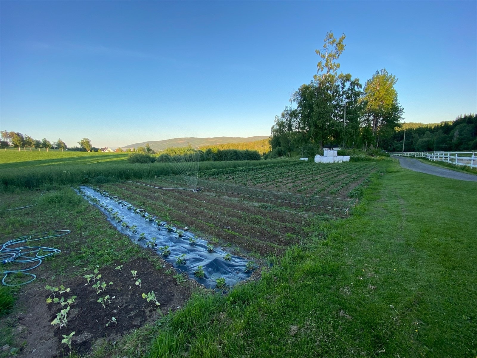 Tidligere har selger hatt grønnsakshage med løk, grønnkål, poteter og jordbær. Det er fortsatt rikelig med jordbær. Galleribilde