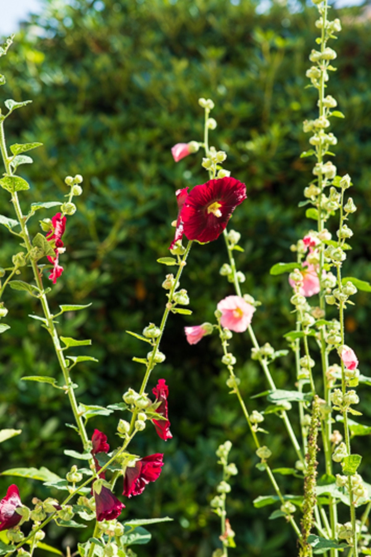 Flott og frodig beplantning på borettslagets fellestomt. Galleribilde