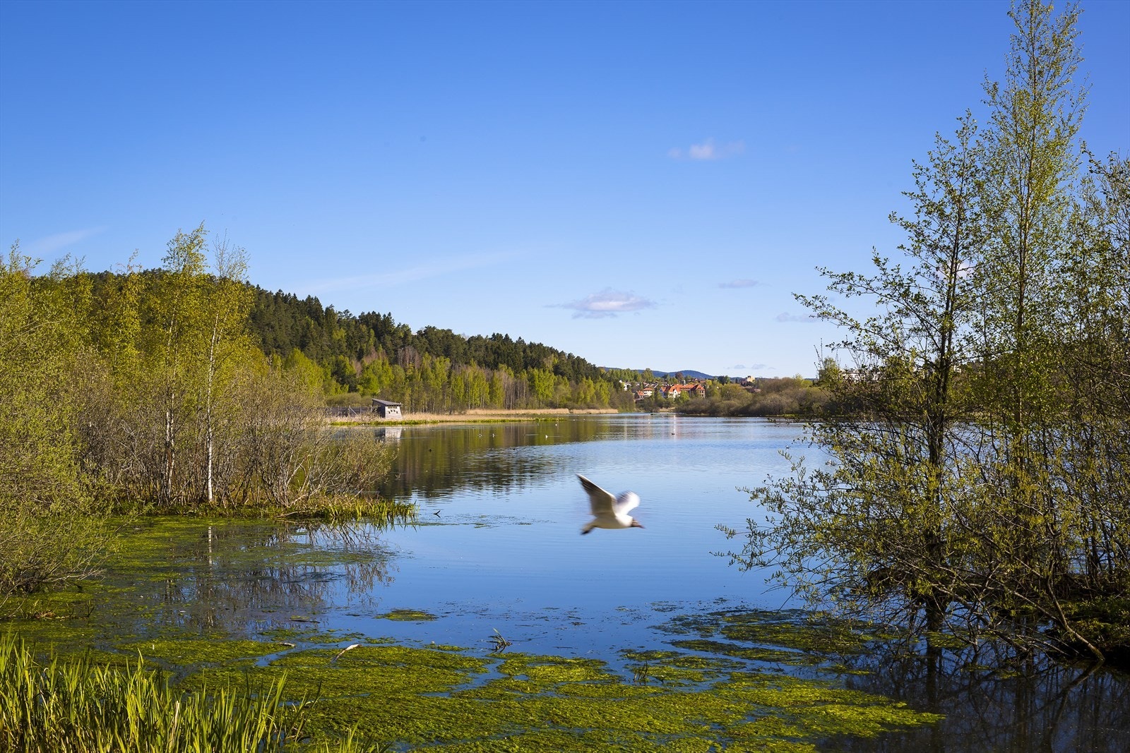 Østensjøvannet Galleribilde