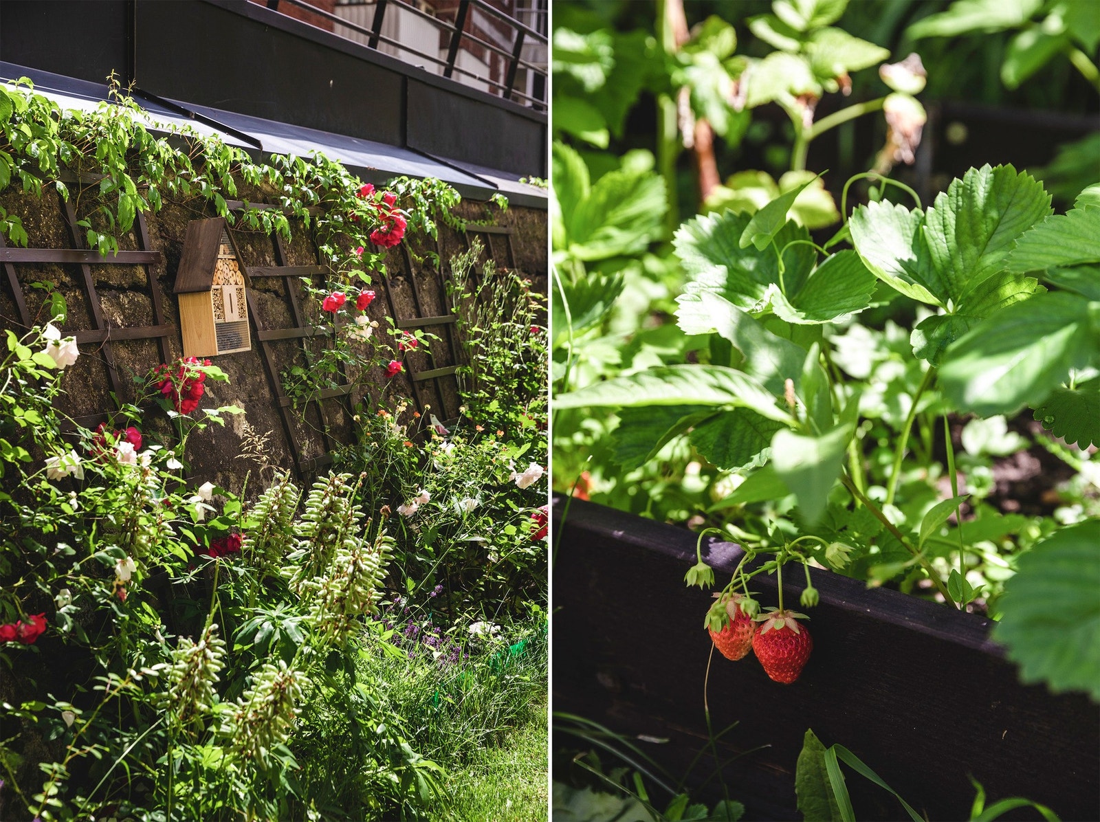 Her plantes det bær og grønnskaker. Galleribilde