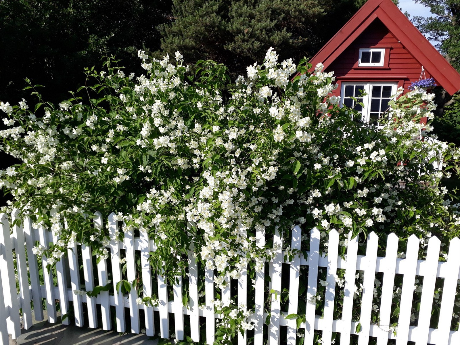 Blomstrende duftskjærsmin ved terrassen Galleribilde