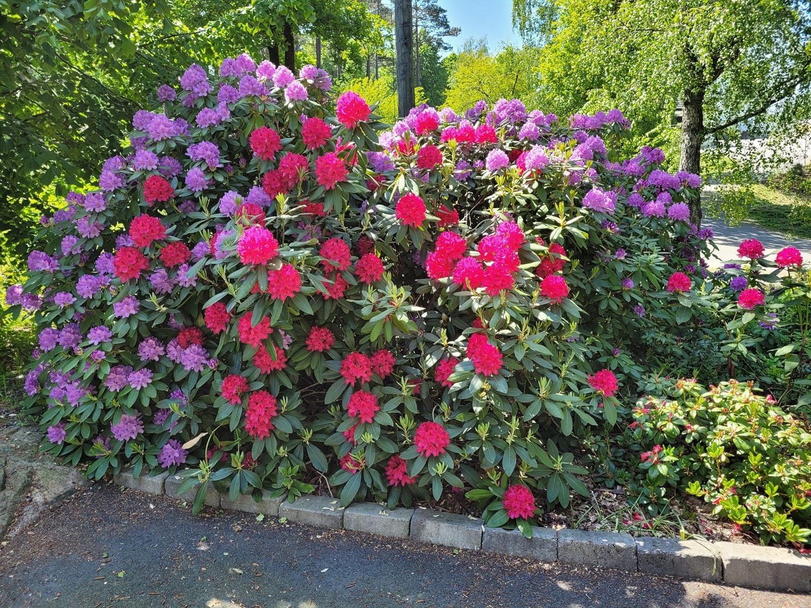 Hagen blomstrer gjennom hele sesongen med ulike arter og fargespill Galleribilde