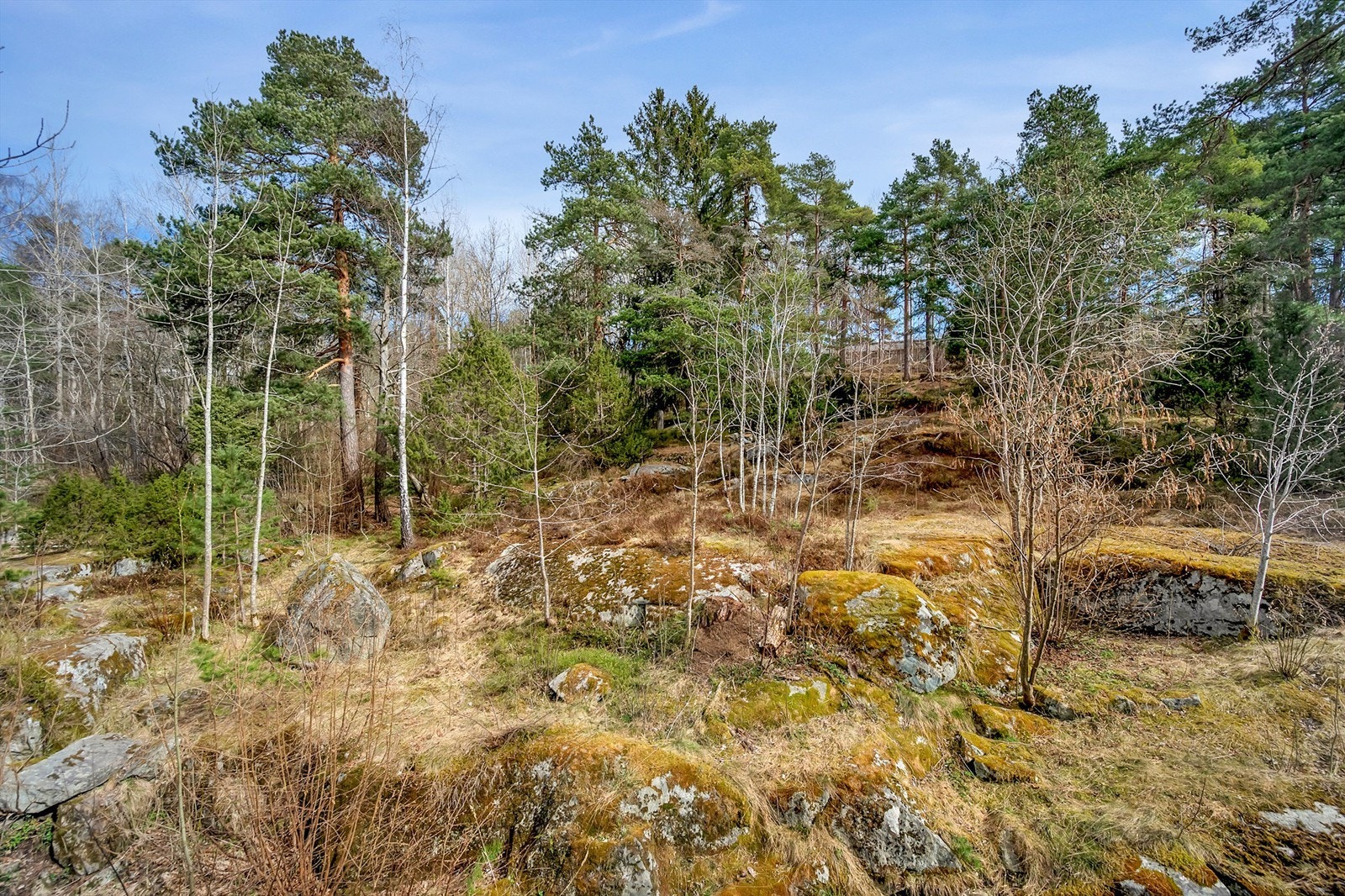 På baksiden av blokken finner du et hyggelig skogholt. Galleribilde