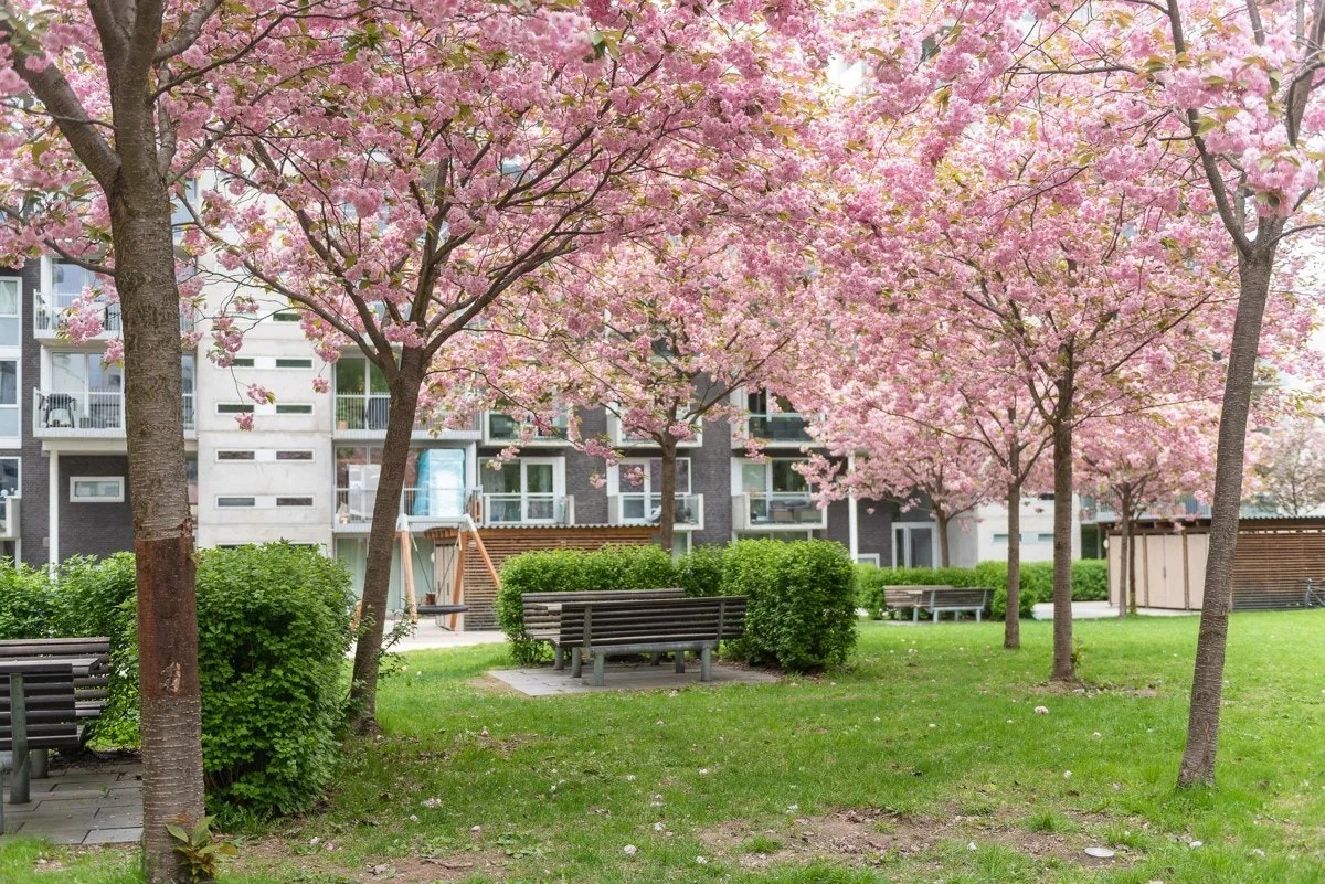 Nydelig felleshage med japanske kirsebærtrær Galleribilde