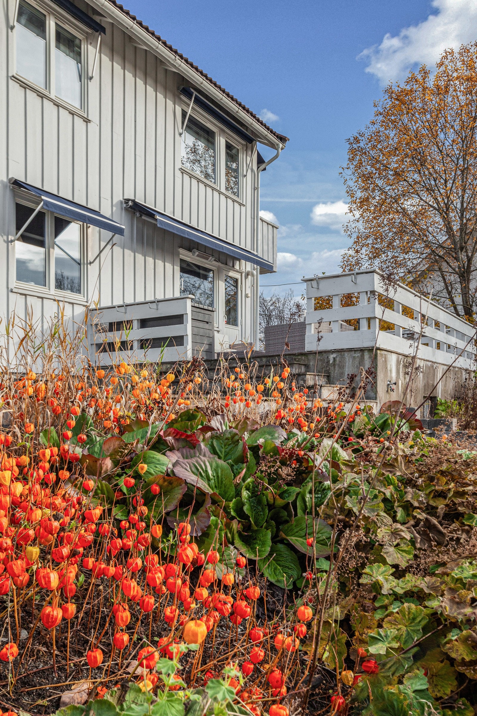 Hagen består av plen og er variert beplantet Galleribilde