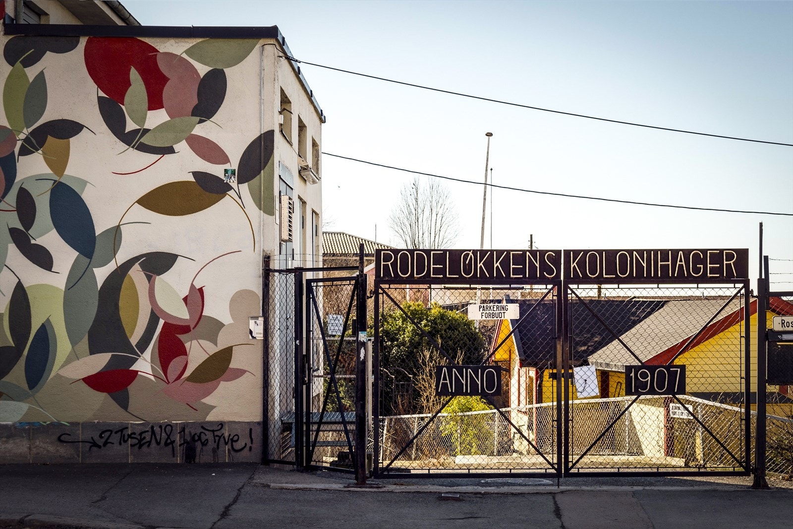 På Rodeløkka finner man Norges eldste kolonihage Galleribilde